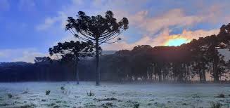 We did not find results for: Inverno Termina Com Geada E Temperaturas Negativas Noticias Climatempo