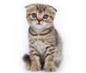 Short hair cat breeds. Short hair cats & kittens for sale ...