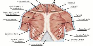 This is a table of skeletal muscles of the human anatomy. How To Develop A Man S Pectorals With Strength Training Exercises Breaking Muscle
