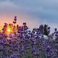 Lavender Festival 2025