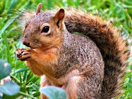 Fencing keeps creatures out of flower beds and gardens and helps ensure that you have a bountiful harvest. Natural Squirrel Repellent Ideas Keep Squirrels Out Of The Yard