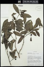 Image result for Monimiaceae