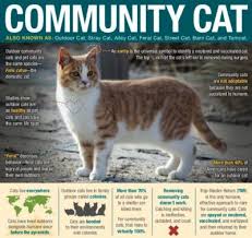 A cat owner who no longer wants the cat. Barn Working Cat Program Town Of Plymouth Ma