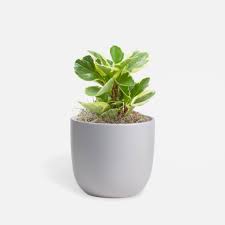 Image result for Peperomia molleri