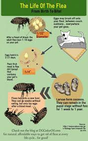 How To Stop A Flea Infestation Naturally Dg Cedar Oil