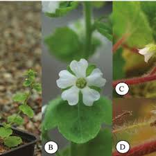 Image result for Ardisiandra wettsteinii