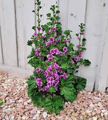 Image result for Malva sylvestris