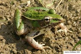 Image result for Lepidagathis eriocephala
