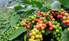 Maybe you would like to learn more about one of these? Following Coffee From Seedling To Harvest In The Jamaica Blue Mountains