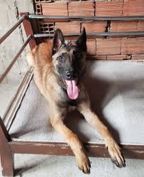 Kopekler Dogs 2020 Kopek