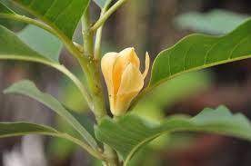 Champa Flower English Name Google Search