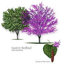 Don't miss out on ornamental trees 2020 xmas deals Common Trees Of Missouri Missouri S Natural Heritage Washington University In St Louis