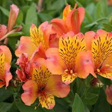 West palm beach is recognized as one of the premier destinations to live, work, retire, and vacation. Olivera Flowers Flower Wholesale And Supplier