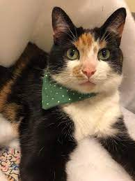 Stanley A Rare Male Calico Cats