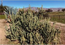 This leaves us with the equation if you do, first calculate the distance from the centre of circles. Cuyama River Cacti And Succulents