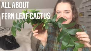 It is in the epiphyllum group and is easy to propagate and grow. All About Fern Leaf Cactus Youtube
