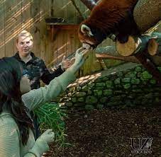 Please Follow Iloveredpandas My Red Panda Encounter At The Utica Zoo Redpanda Panda Cutebear Bear Animal Firefox Panda Pandabear