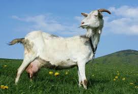 Goat A Goat In A Pasture With A Grassy Hill In The Backround Sponsored Sponsored Ad Goat Backround Hill Goat Animal Posters Animals Goats