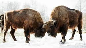 the remarkable story of how the bison returned to europe