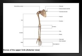 The upper arm bone that extends from the shoulder to the elbow is called the humerus. Amazon Com Bones Of Upper Limb Arm Shoulder Hand Human Anatomy Chart Art Print Stand Or Hang Wood Frame Display Poster Print 13x9 Home Kitchen