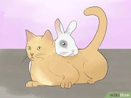 My cat, rabbit, and dog playing together part 1. How To Keep A Rabbit And A Cat 13 Steps With Pictures Wikihow Pet