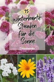 Pin Von Karl Auf Winterharte Blumen Kubelpflanzen In 2020 Winterharte Stauden Stauden Winterhart