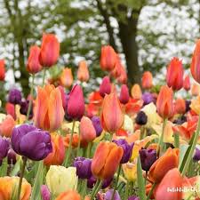 What Do You Think Of This Colorful Mixture Of Tulips At Keukenhof Daffodils Tulips Inspiration Colors Spring2018 Holland Tulpen Blumen Garten