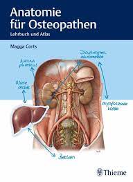Mvs medizinverlage mach es mit dem buch anatomie für osteopathen doppelt so angenehm! Anatomie Fur Osteopathen Ebook Pdf Von Magga Corts Portofrei Bei Bucher De