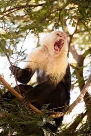 Wild Monkey In Costa Rica Monkey Photography Wildlife Photography Capuchin Monkey