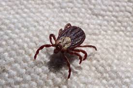 Scabies can be more difficult to diagnose in these situations too. Sangat Menular Bagaimana Cara Efektif Mengatasi Scabies Halaman All Kompas Com