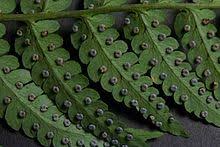 We did not find results for: Dryopteris Marginalis Wikipedia
