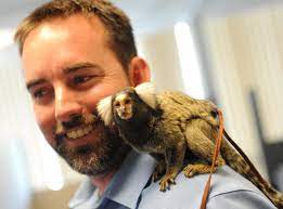 Common Marmoset Pet Google Search Common Marmoset Discovery Cove New World Monkey
