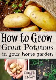 How to harvest main crop potatoes. How To Grow Great Potatoes In Your Home Garden Farm Fit Living