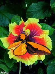 Butterfly Beauty Hibiscus Flowers Flower Seeds Hibiscus