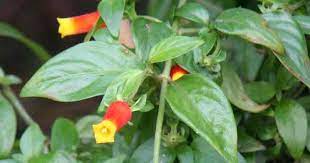 Check spelling or type a new query. Growing Candy Corn Plants How To Care For Manettia