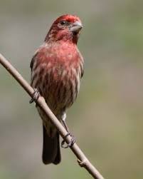 New Hampshire State Bird Purple Finch State Birds Backyard Birds Bird