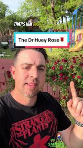 Dr. Huey Rose: The Secret Rootstock of Your Roses