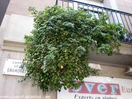 Image result for Plectranthus verticillatus