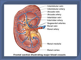 Which of the following statements is true?a. Radiological Anatomy Of Kidney Ureter Bladder