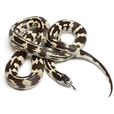 Cremation costs vary depending on whether or not you want the ashes back. King Snake Lampropeltis Sp Petco