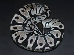 Axanthic Black Pewter Ball Python Axanthic Blade Morph List World Of Ball Pythons Ball Python Ball Python Morphs Pet Snake
