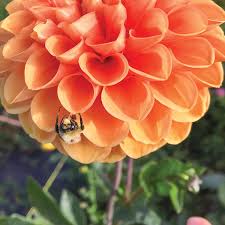 Get directions, drop off locations, store hours, phone numbers, deals and savings. Flower Farming Passiflora Farm Specializes In Flowers From Seed To Centerpiece Powell Tribune