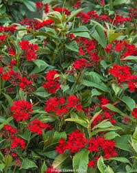 Image result for Jatropha erythropoda