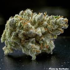 It has a wide growth pattern which will fill your garden. Purple Mountain Majesty Oregon Green Seed Breeder Direct Cannabis Seed Acclimated To The Pacific Nw Outdoors