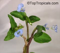Image result for Commelina aspera
