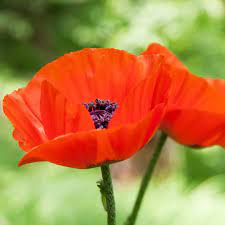 Jul 08, 2020 · for information on what makes roses change color, read on. Poppy Seeds Oriental Mixed Colors Ferry Morse Home Gardening Since 1856
