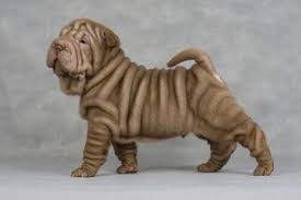 If your dog is eating too much food, or eating food that's not giving them the nutrients they need to if you have one of these larger breeds, or a dog that would give your waste disposal a run for its money. Dog Breeds With Blue Tongues My Animals