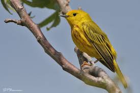 Les Oiseaux Jaunes