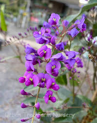 Image result for Hardenbergia
