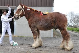 It originates from the brabant region of modern belgium. Belgian Draft Horse Brabant Drafthorse Trekpaard Net